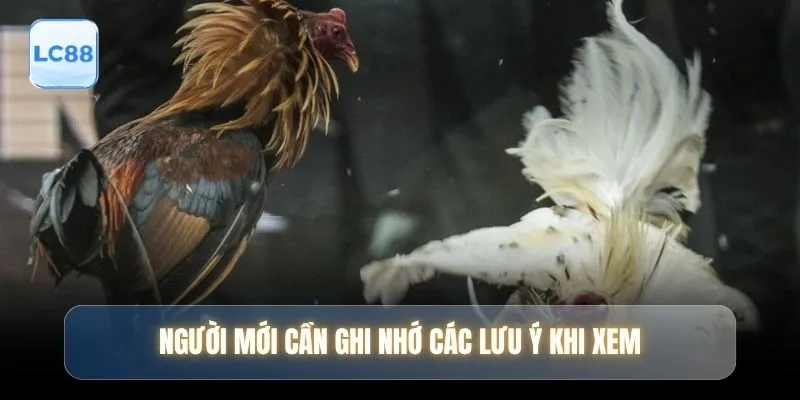 Người mới cần ghi nhớ các lưu ý khi xem